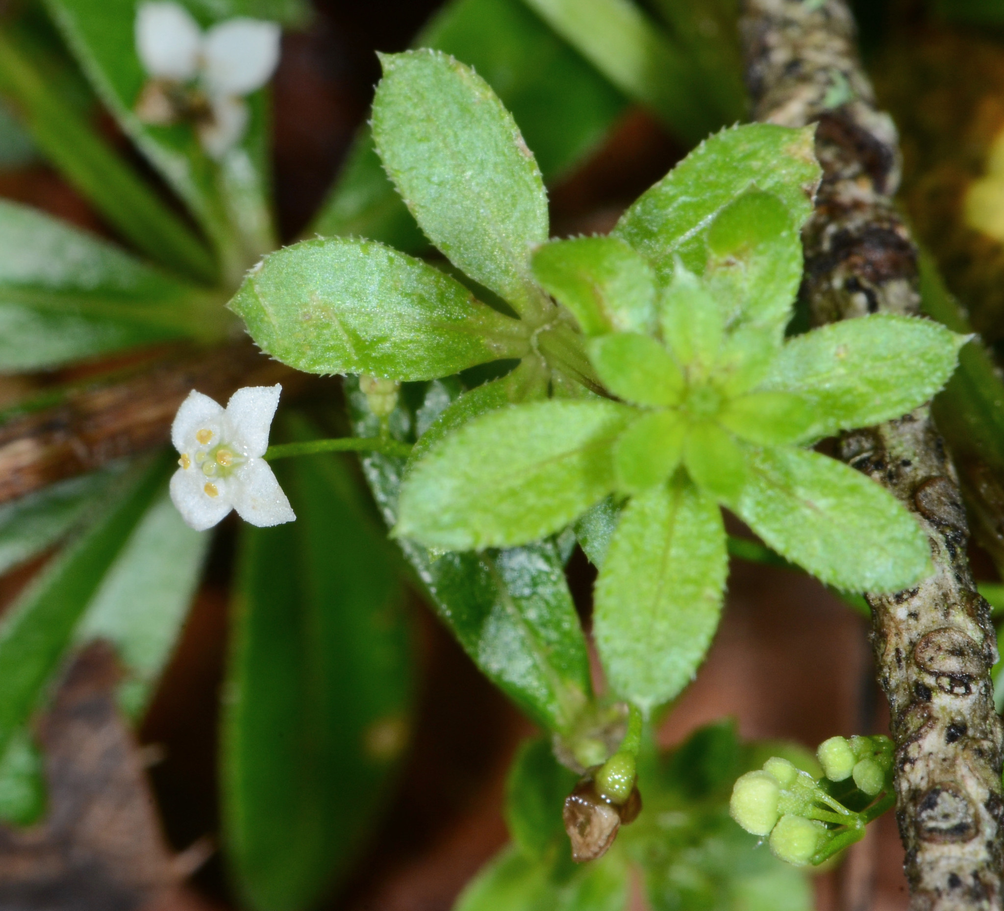 Galium mexicanum