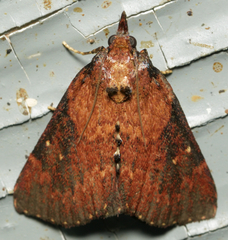 Omphalocera munroei