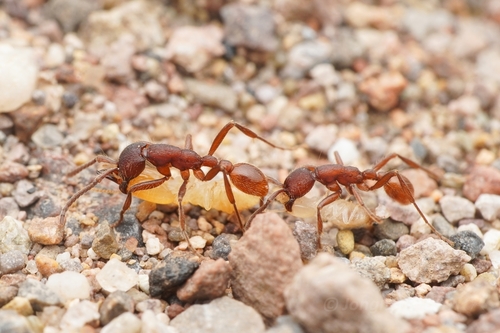 Black Legionary Ant photo 4