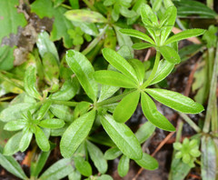 Galium mexicanum