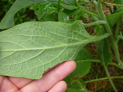 Symphytum officinale