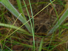 Symphytum officinale