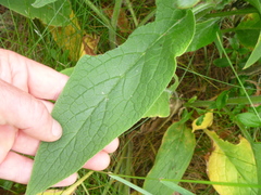 Symphytum officinale