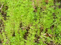 Galium