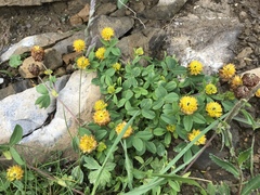 Trifolium badium