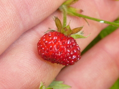 Fragaria
