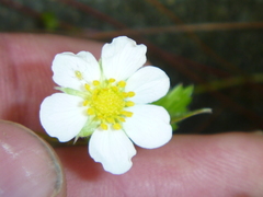 Fragaria