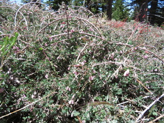 Symphoricarpos rotundifolius parishii