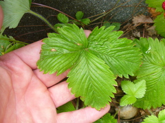 Fragaria