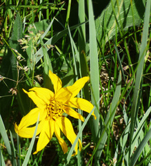 Wyethia arizonica