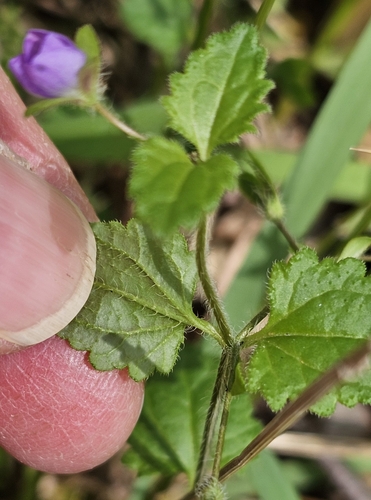 Image of Veronica calycina by (c) ianrainbow, some rights reserved (CC BY)