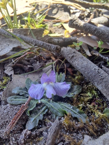 Mazus pumilio (Mazus pumilio)