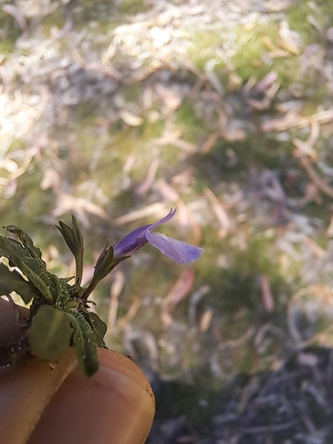 Image of Mazus pumilio by (c) Corey O'Brien, some rights reserved (CC BY)