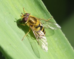 Syrphus vitripennis