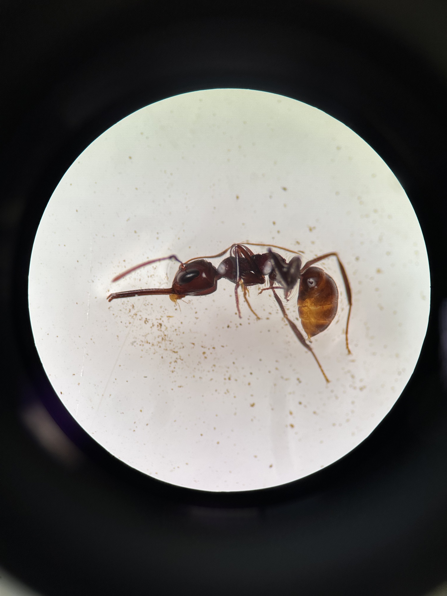 Myrmoteras