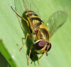 Syrphus vitripennis