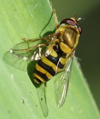 Syrphus vitripennis