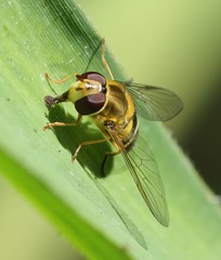 Syrphus vitripennis