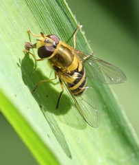 Syrphus vitripennis