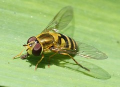 Syrphus vitripennis