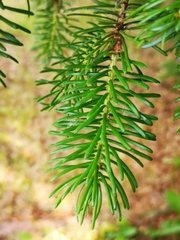 Picea jezoensis jezoensis