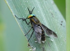 Chrysops relictus