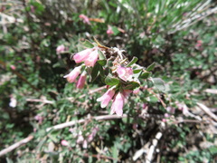 Symphoricarpos rotundifolius parishii