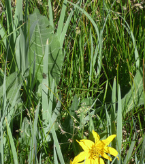 Wyethia arizonica