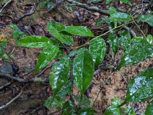 Ilex warburgii observed 2024-10-26