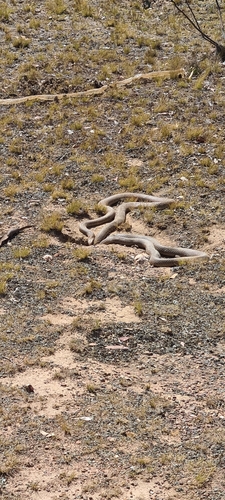 Eastern Brown Snake sighting