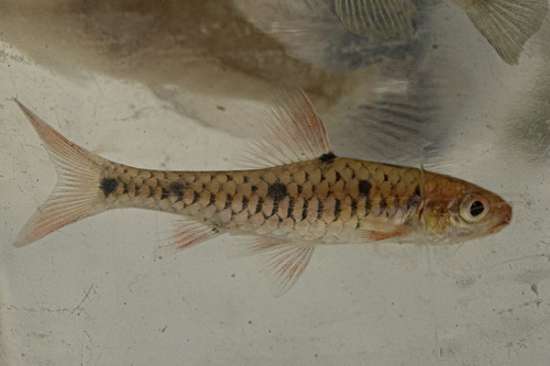 Bellcross barb (Clypeobarbus bellcrossi) — Cyprinidae — 4