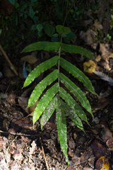 Blechnum novae-zelandiae