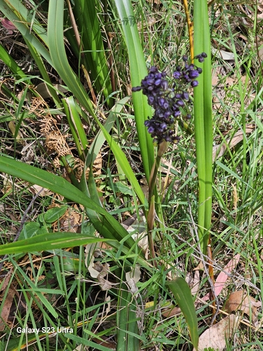 Dianella tasmanica