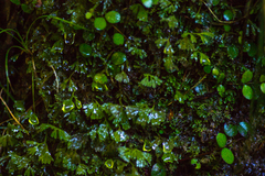 Symphyogyna hymenophyllum