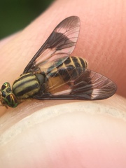 Chrysops lateralis