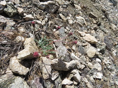 Chaenactis santolinoides