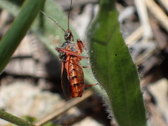 Rhynocoris ventralis