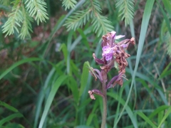 Dactylorhiza maculata