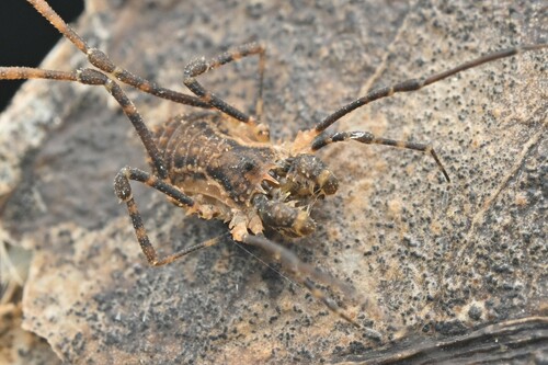 Algidia chiltoni photo 5
