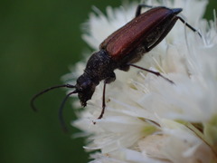 Anastrangalia sanguinea