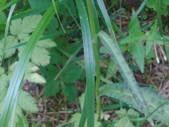 Dactylorhiza maculata