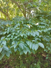 Phellodendron japonicum