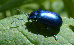 Oreina cacaliae