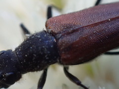 Anastrangalia sanguinea