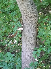 Phellodendron japonicum