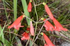 Penstemon barbatus torreyi