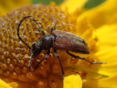 Brachysomida californica