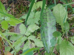 Dactylorhiza maculata