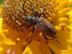 Brachysomida californica