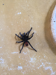 Tliltocatl epicureanus